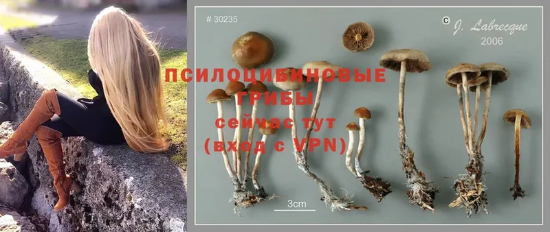 Псилоцибиновые грибы Psilocybe  закладки  мега рабочий сайт  Димитровград 